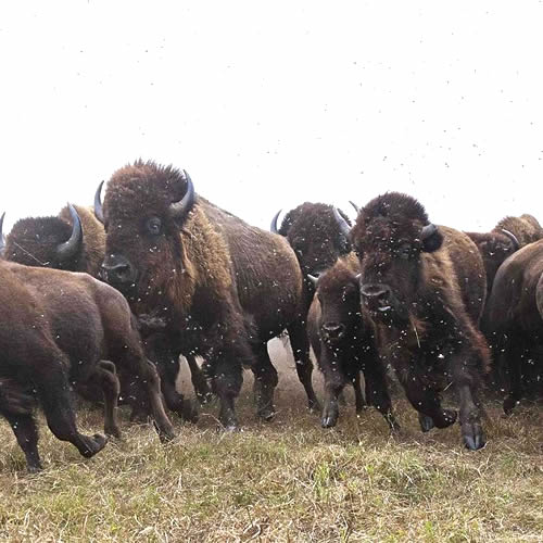 Bison herd