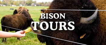 Bison tours