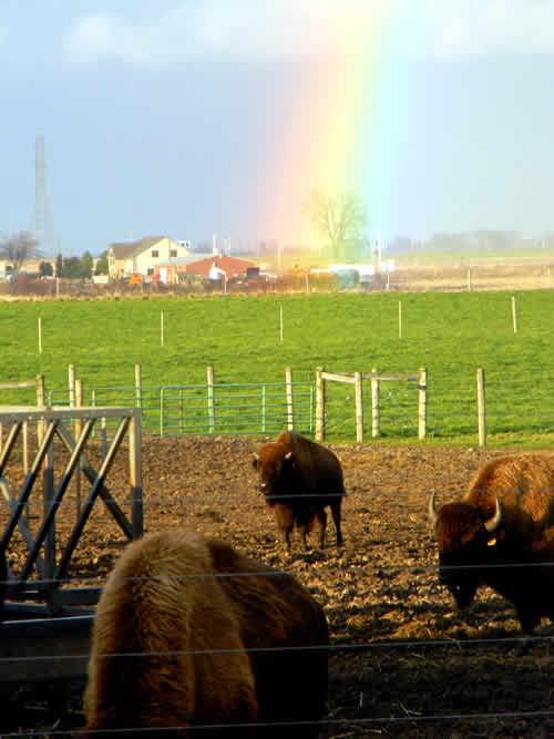 Rainbow at Bison Ranch Hobart IN